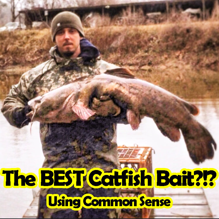 Best Bait For Catfish – Using Common Sense in 2024! – Reel Texas