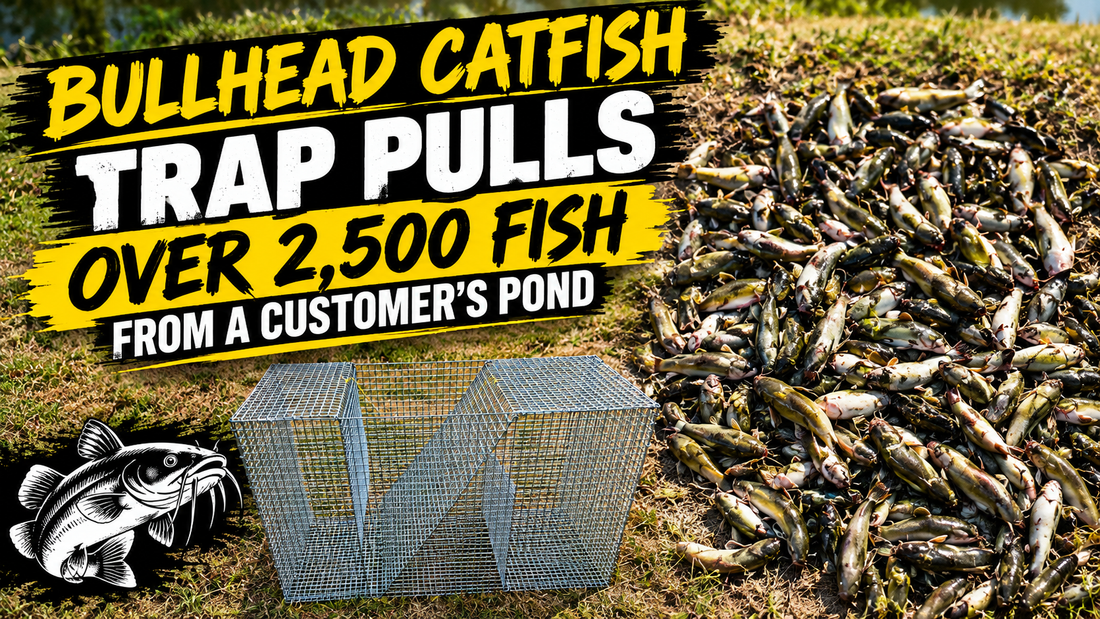 Bullhead Catfish Trap Pulls Over 2,500 Fish From a Hunt County Pond (Customer Photos)