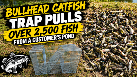 Bullhead Catfish Trap Pulls Over 2,500 Fish From a Hunt County Pond (Customer Photos)