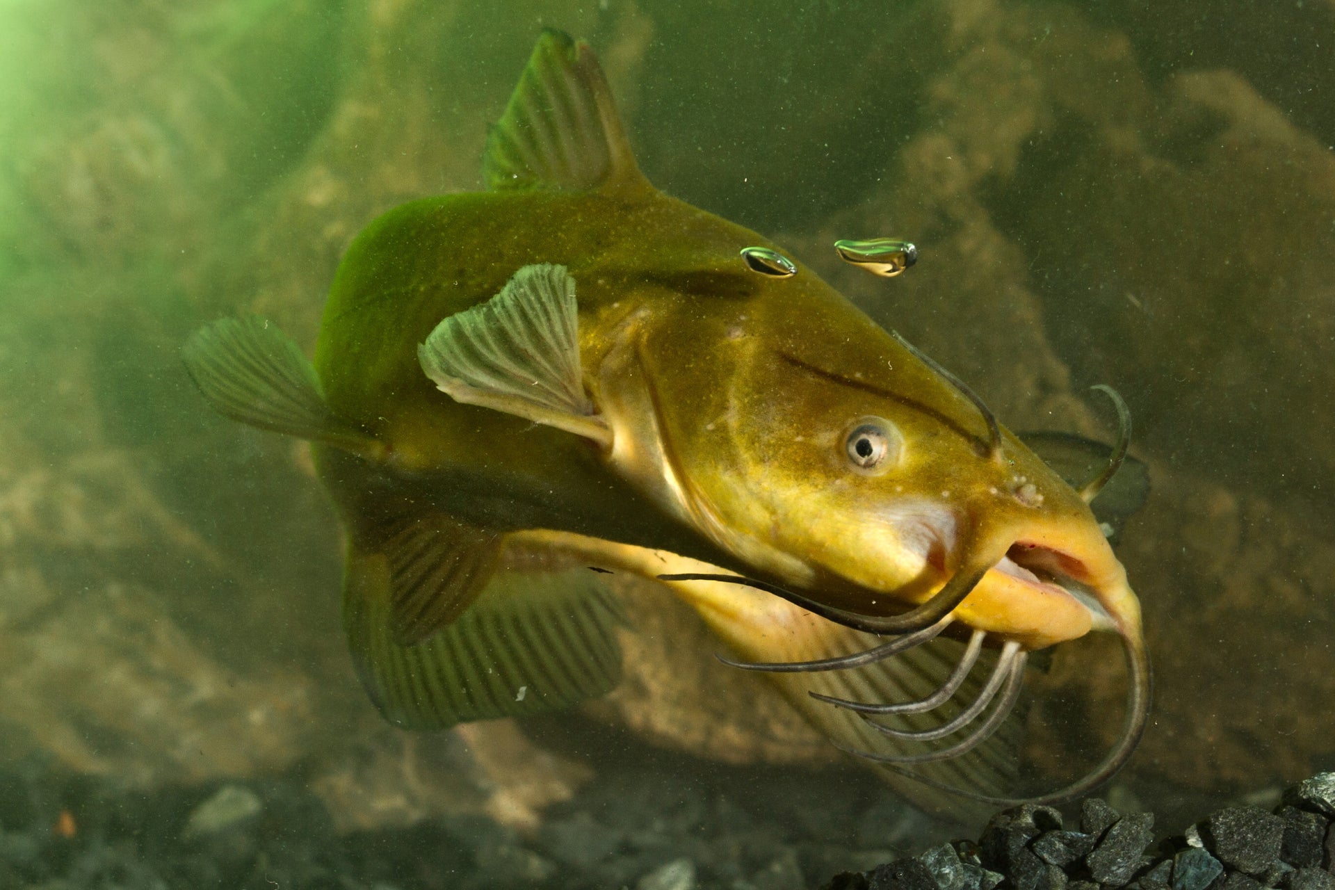 Bullhead Fish Black Bullhead Catfish Bighorn Canyon National