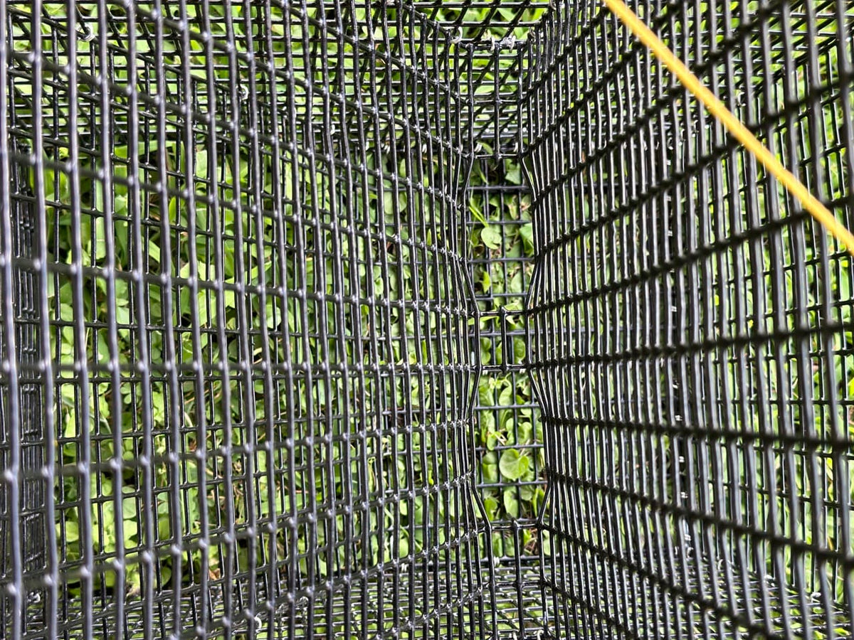 Close-up of the interior of a black metal mesh pinfish trap or enclosure, showing the grid pattern and green foliage visible through the mesh.