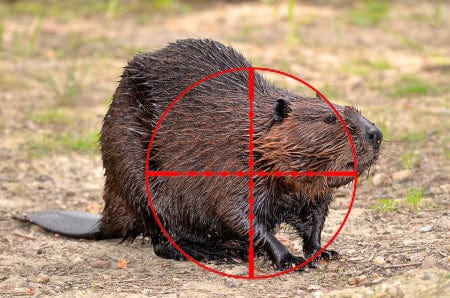 Beaver Trapping Service - Per Beaver Fee