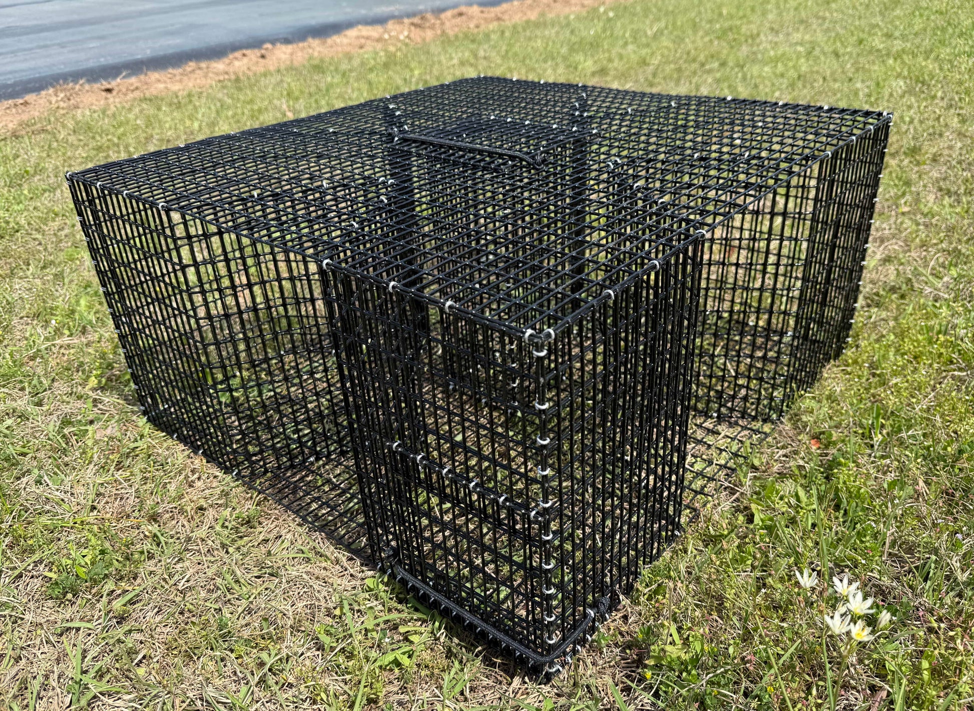 A black wire cloverleaf-style pinfish trap cage structure with a front door panel, placed outdoors on grass near a paved area.