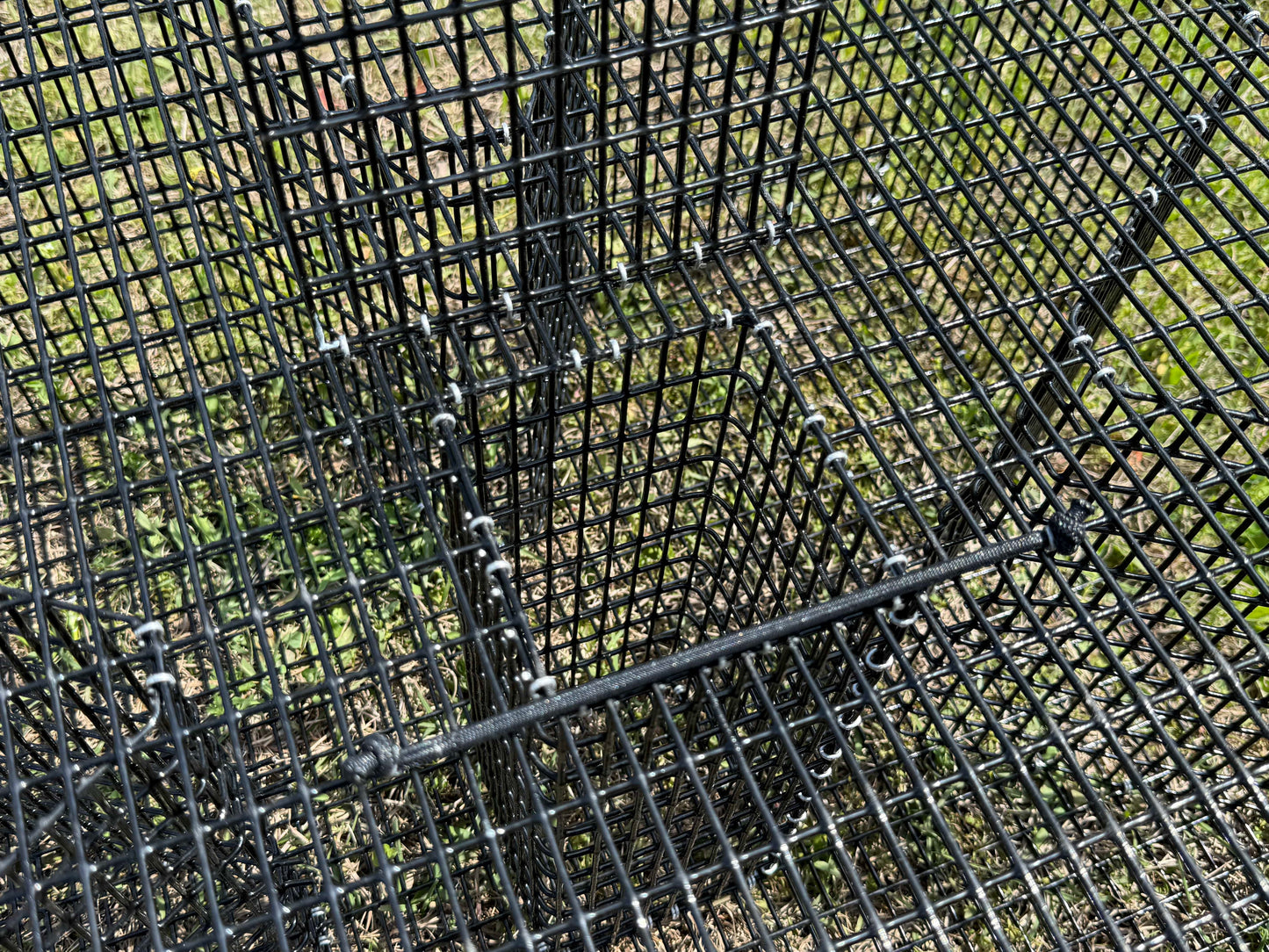 Black metal wire mesh pinfish trap with a horizontal bungee for holding the bait door shut. 