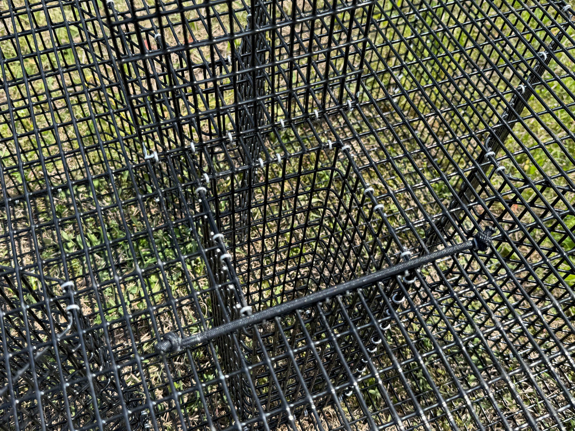 Black metal wire mesh pinfish trap with a horizontal bungee for holding the bait door shut. 